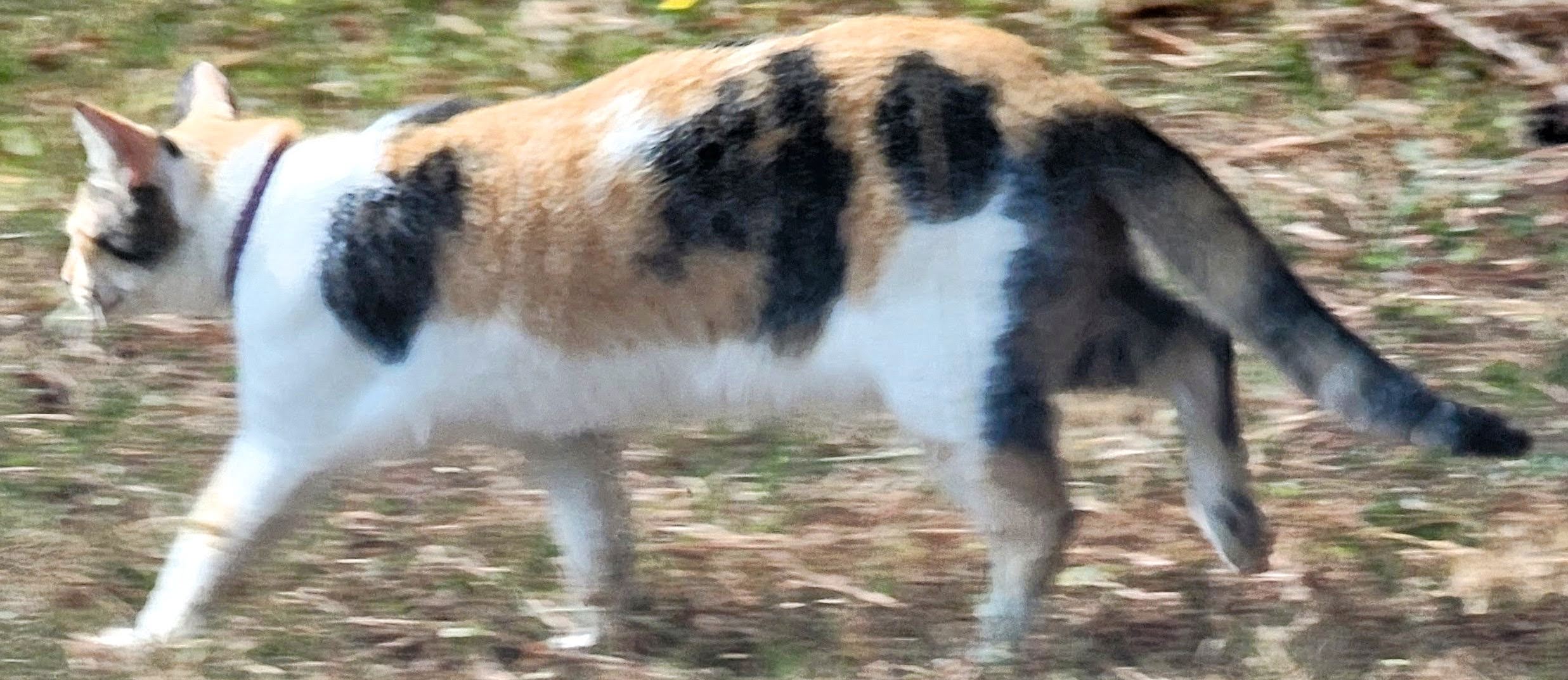 Cotton - body - left